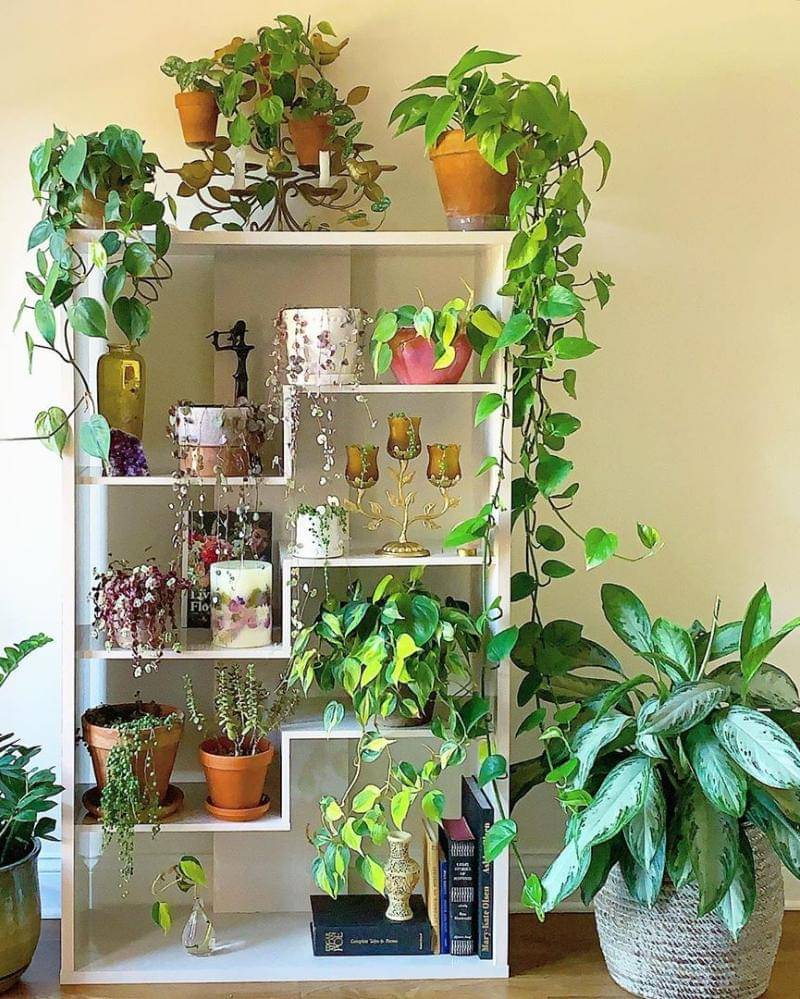 Instagram/Chicagogardener