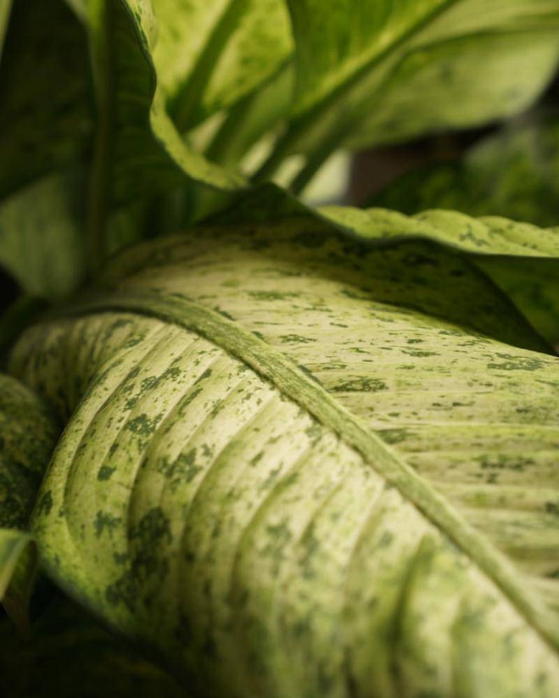 Unsplash/Yehezkiel Gulo