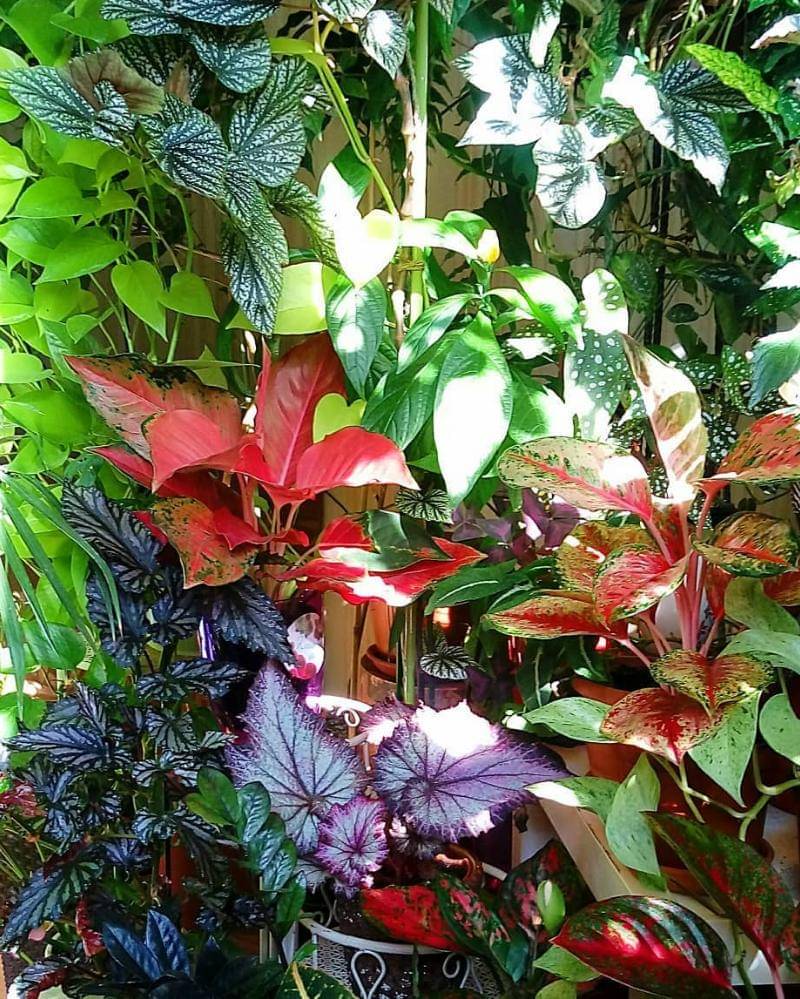 Instagram/mygreensoul