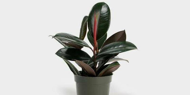 greeneryunlimited.co