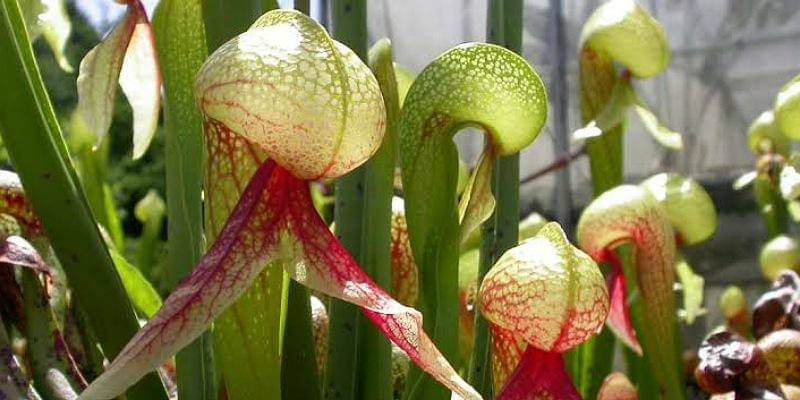 growcarnivorousplants.com