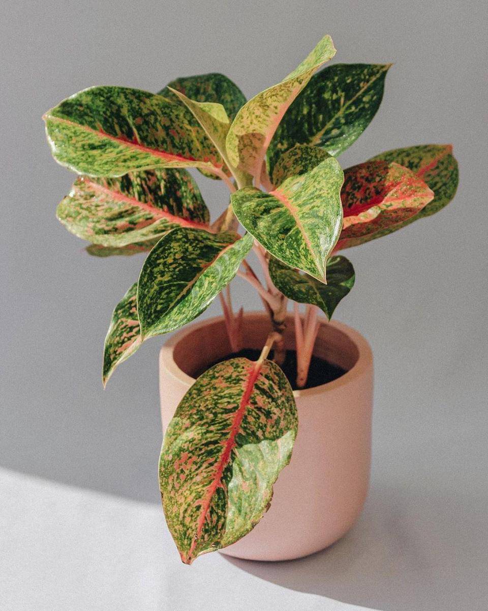 Instagram.com/plont.space