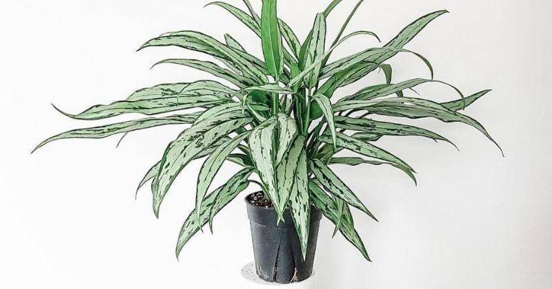 Instagram.com/jamo______________