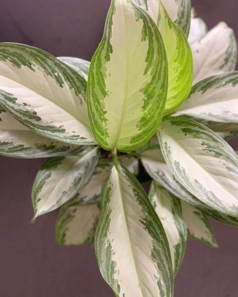 Instagram.com/alittleplanter