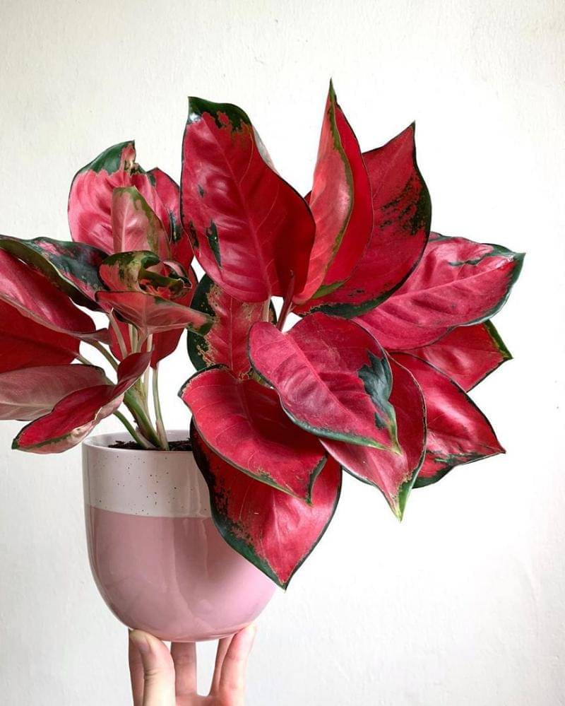 instagram/rockinmarvin