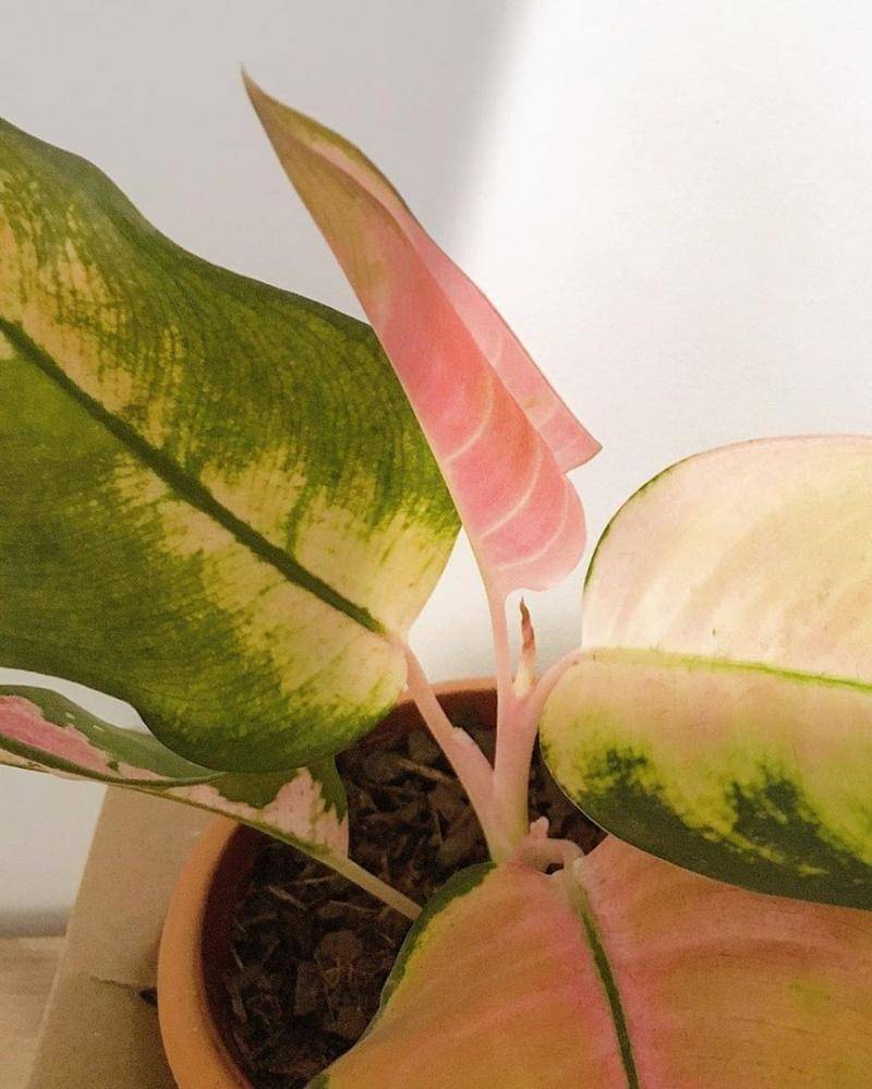 instagram/plantandonoape