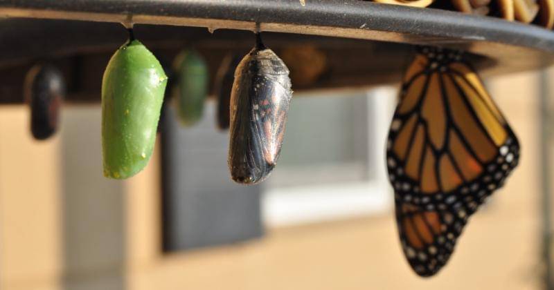 Unsplash/Suzanne D. Williams