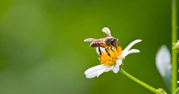 Freepik/Zirconicusso