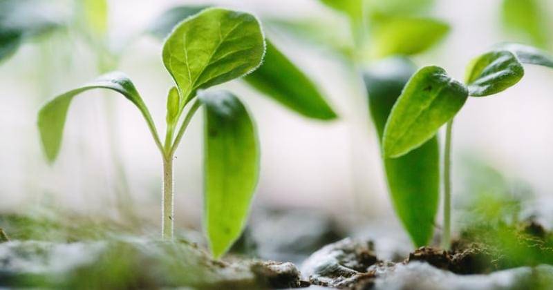 Unsplash/Frasesco Gallaroti