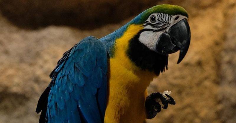 Dok. Jakarta Aquarium