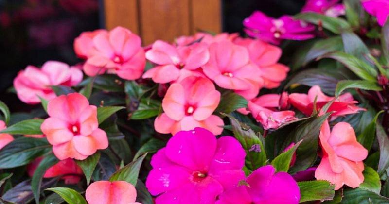 gardeningkhowhow.com