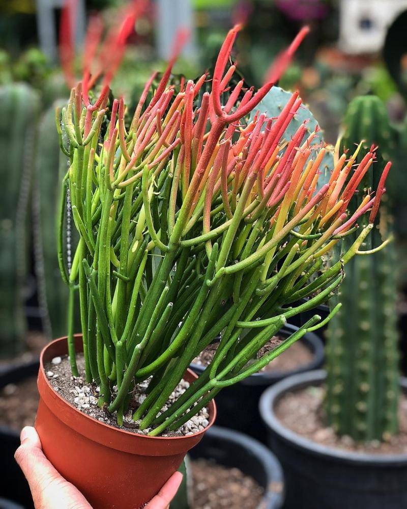 Instagram.com/heyhorti