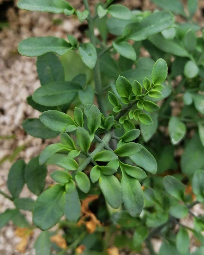 Instagram.com/grow_ecotics_uk