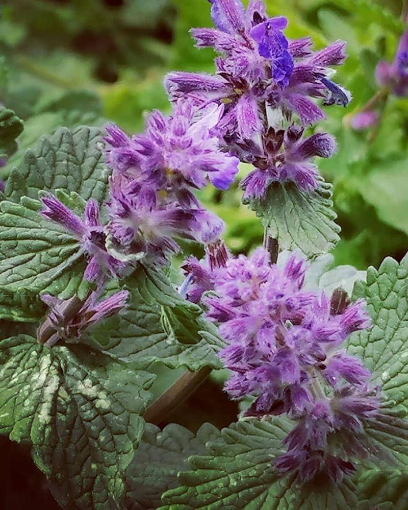 Instagram.com/Venda_52