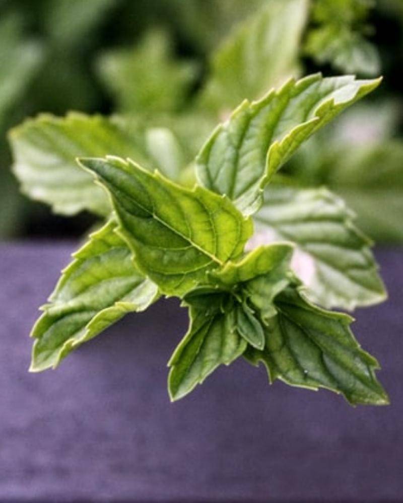 Unsplash/S. Laiba Ali