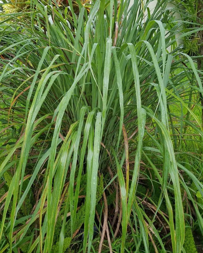 Instagram.com/grow_your_own