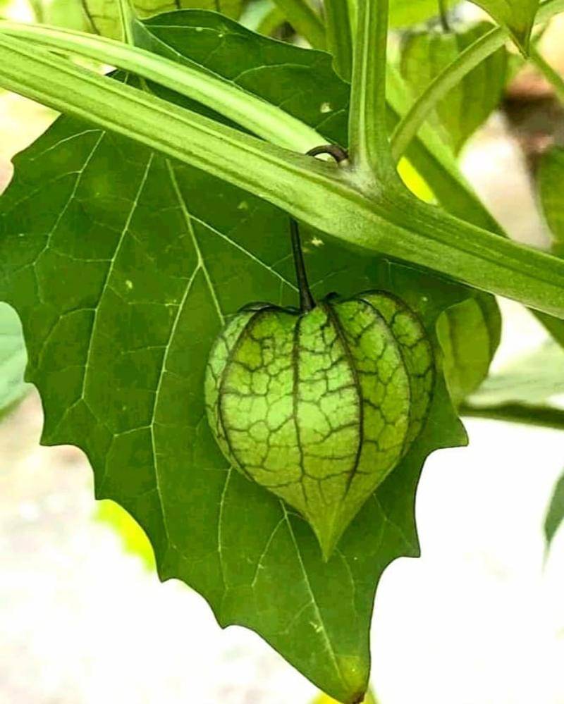 Instagram.com/greenplant202