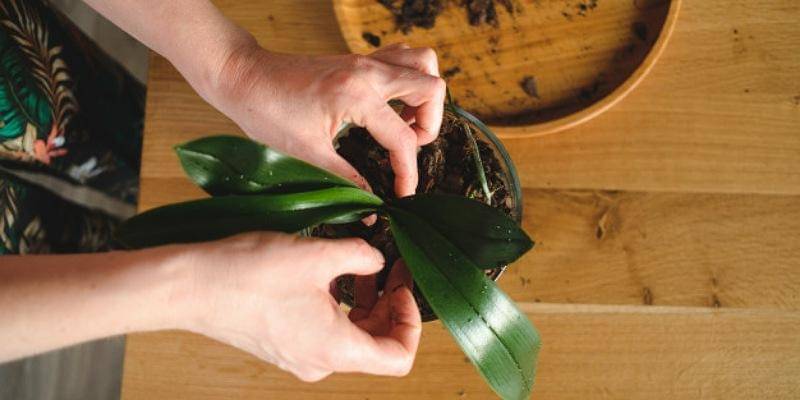 Freepik/ArthurHidden