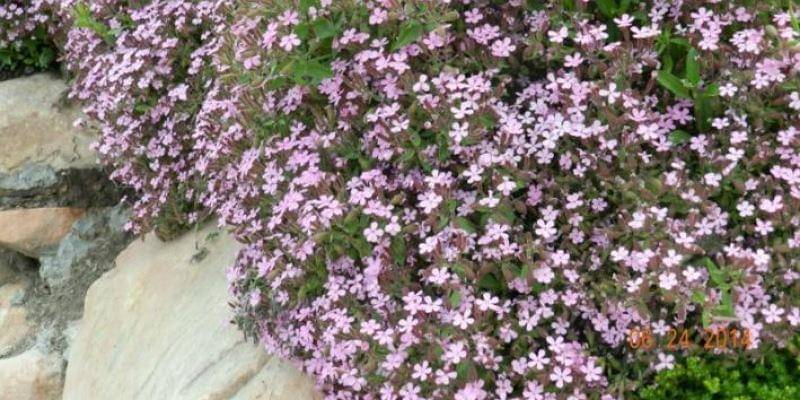 powerfulperennials.com