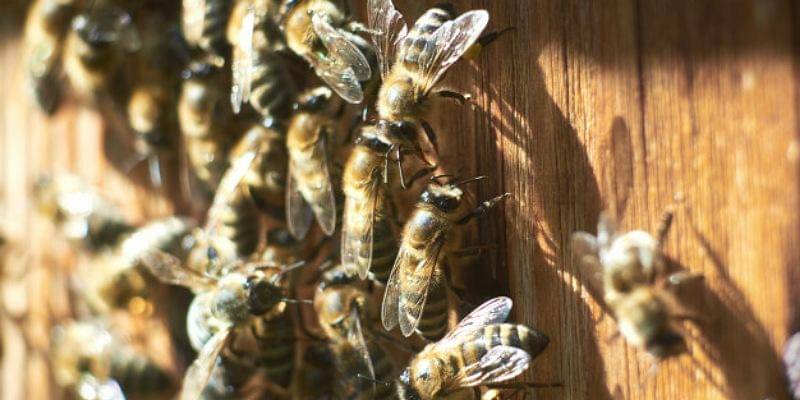 Freepik/serhii_bobyk