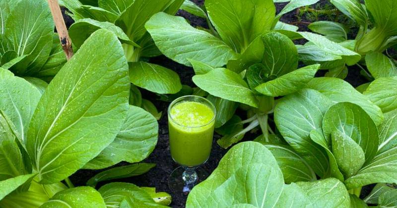 https://foodpharmacyco.com/2020/07/bok-choy-green-smoothie-with-pak-choi