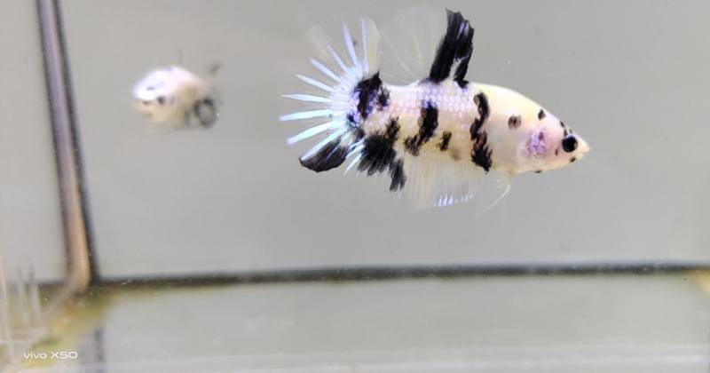 Popmama.com/Bima Bintoro