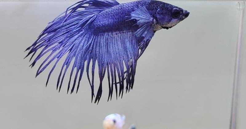 Popmama.com/Bima Bintoro