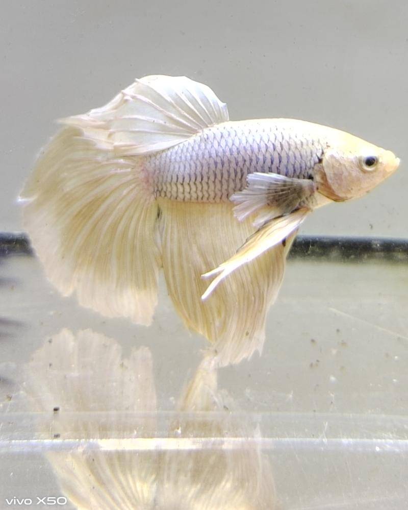 Popmama.com/Bima Bintoro