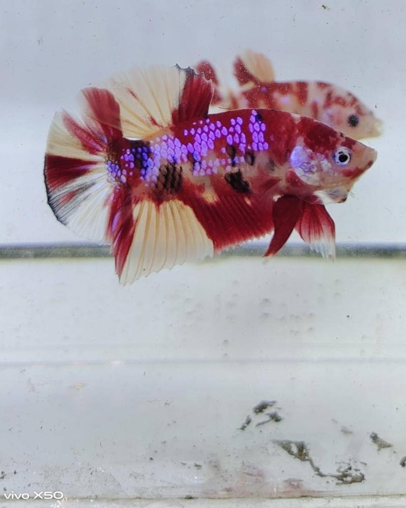 Popmama.com/Bima Bintoro