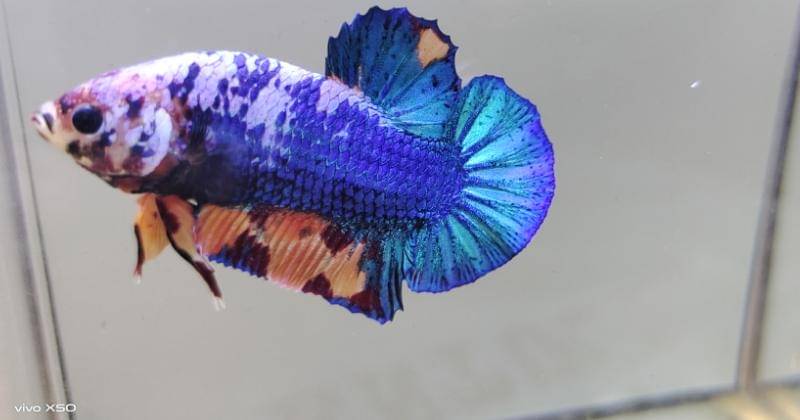 This article supported by vivo as Official Journalist Smartphone Partner IDN Media - Popmama.com/Bima Bintoro