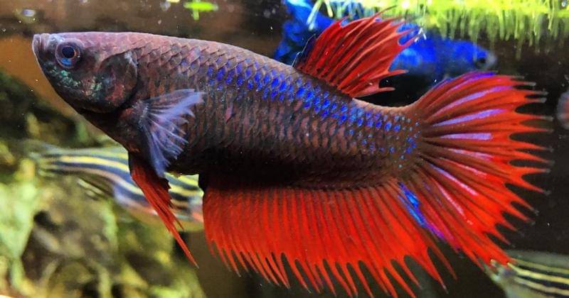 Instagram.com/playgrndph