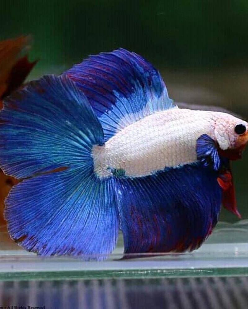 Instagram.com/topbettagallery