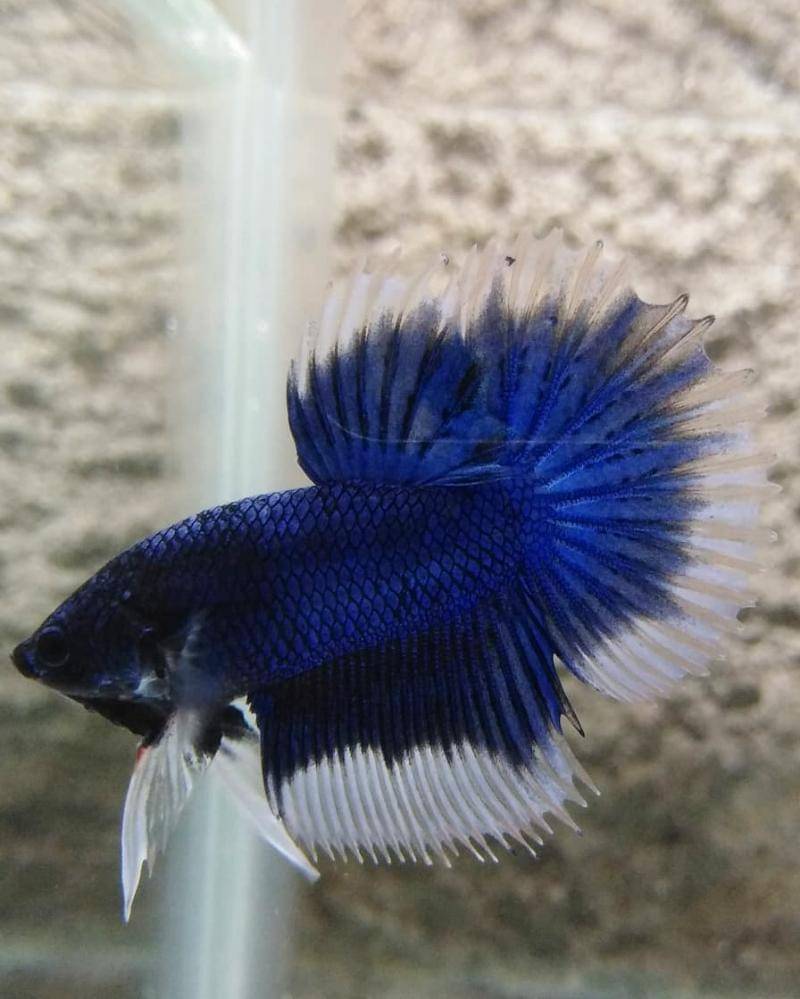 Instagram.com/mvbettabl