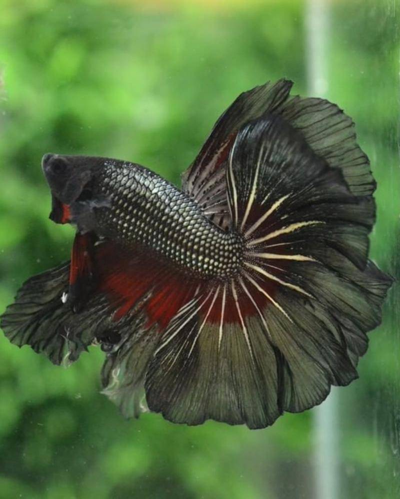 Instagram.com/cupanghalfmooncantik