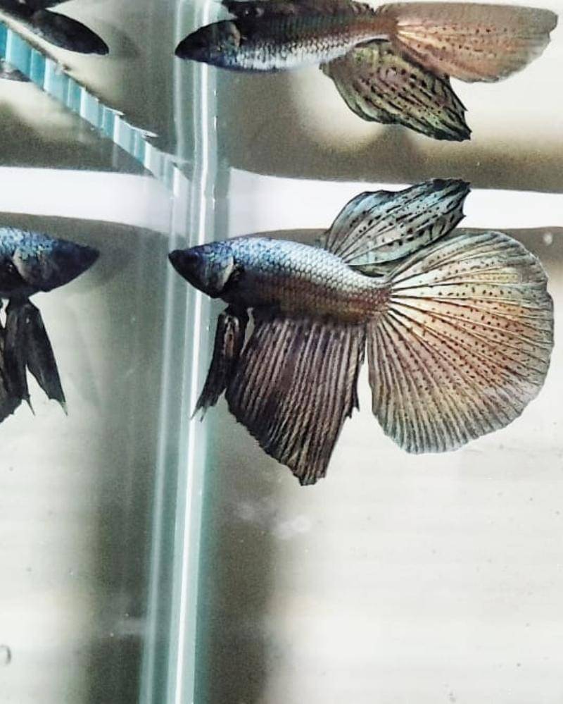 Instagram.com/Bxttashxrmps