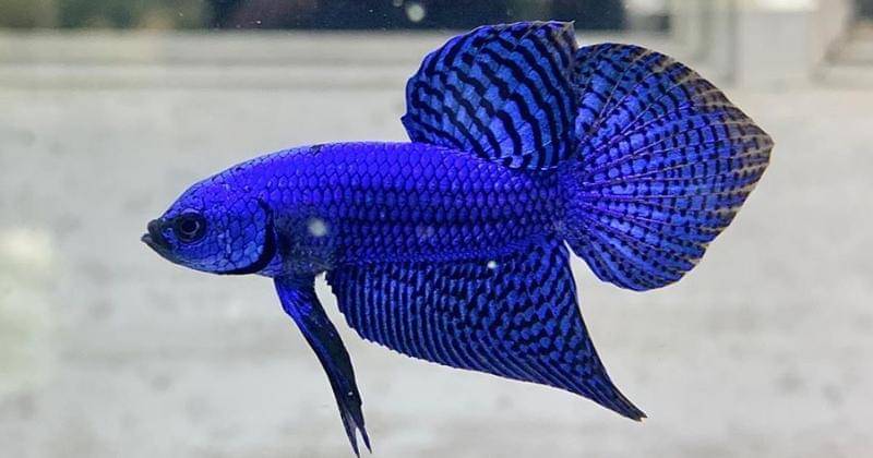 Instagram.com/Inzzuddin