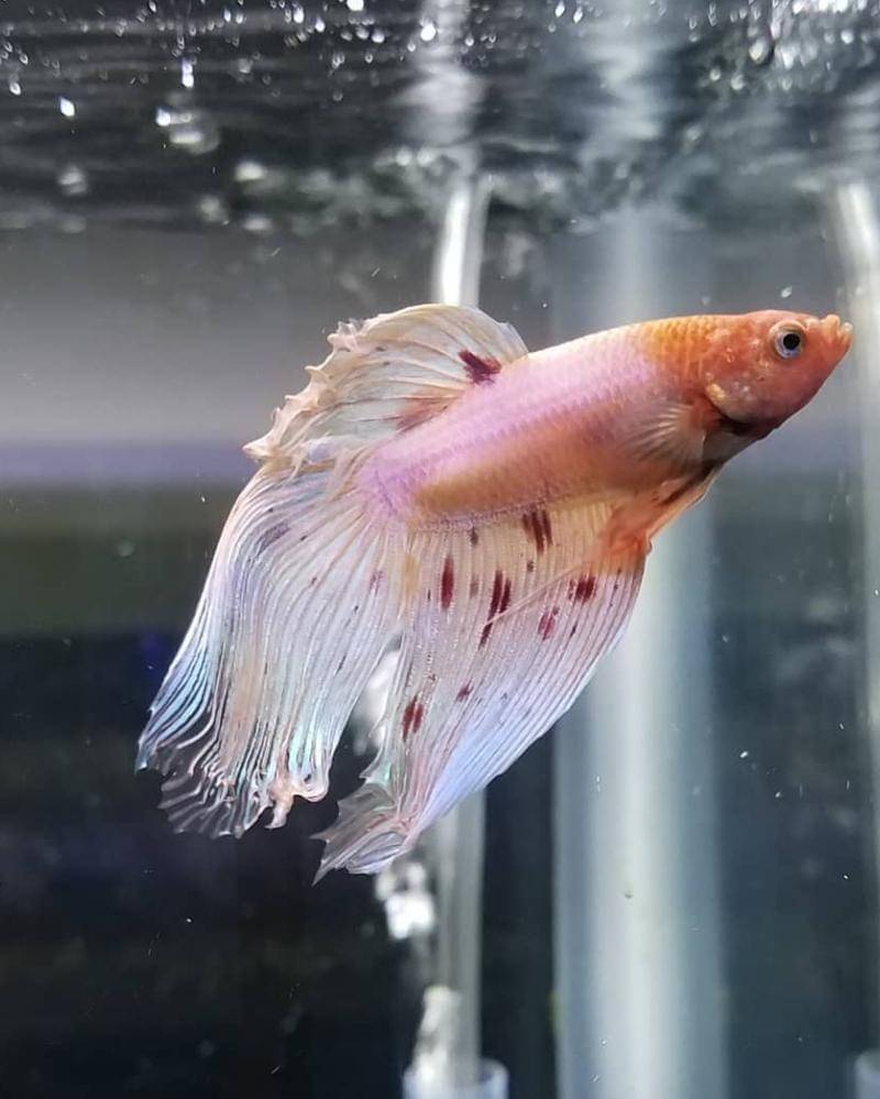 Instagram.com/bettaclan