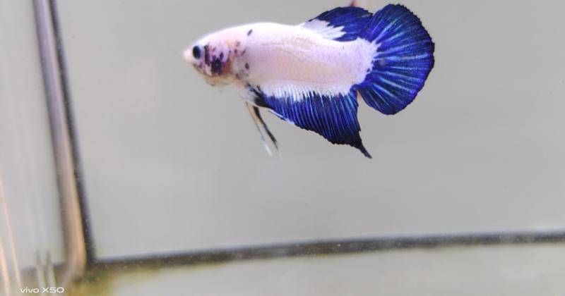 Popmama.com/Bima Bintoro