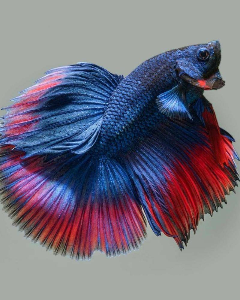 Instagram.com/bettazen