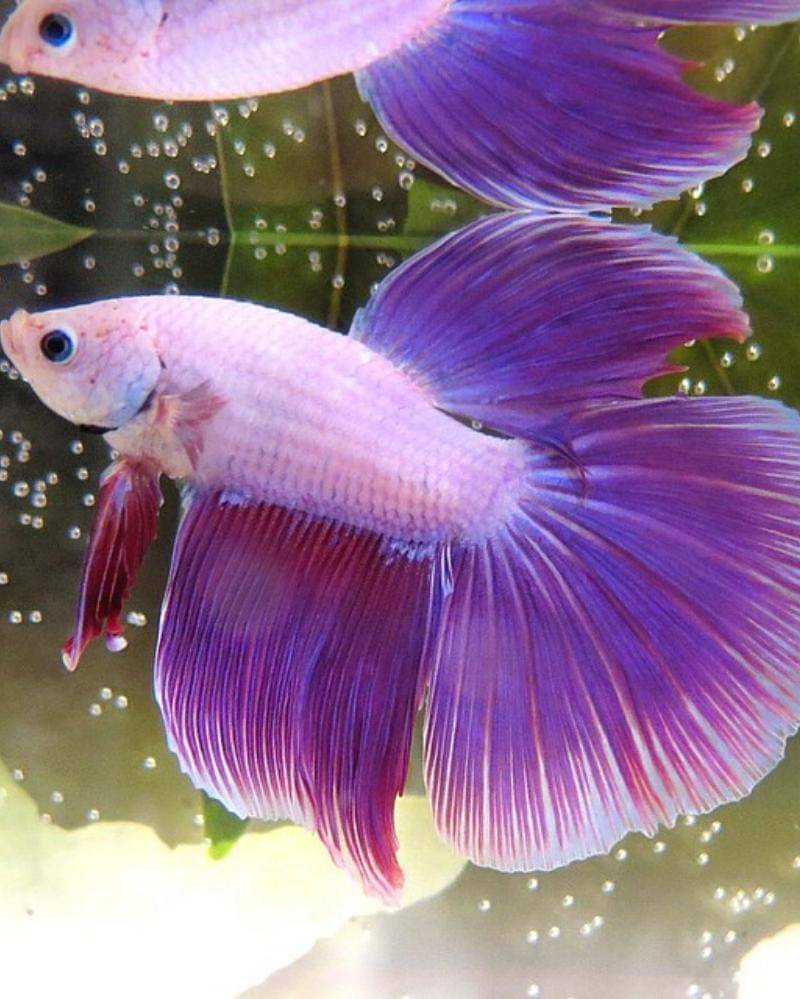 Instagram.com/planted_tank