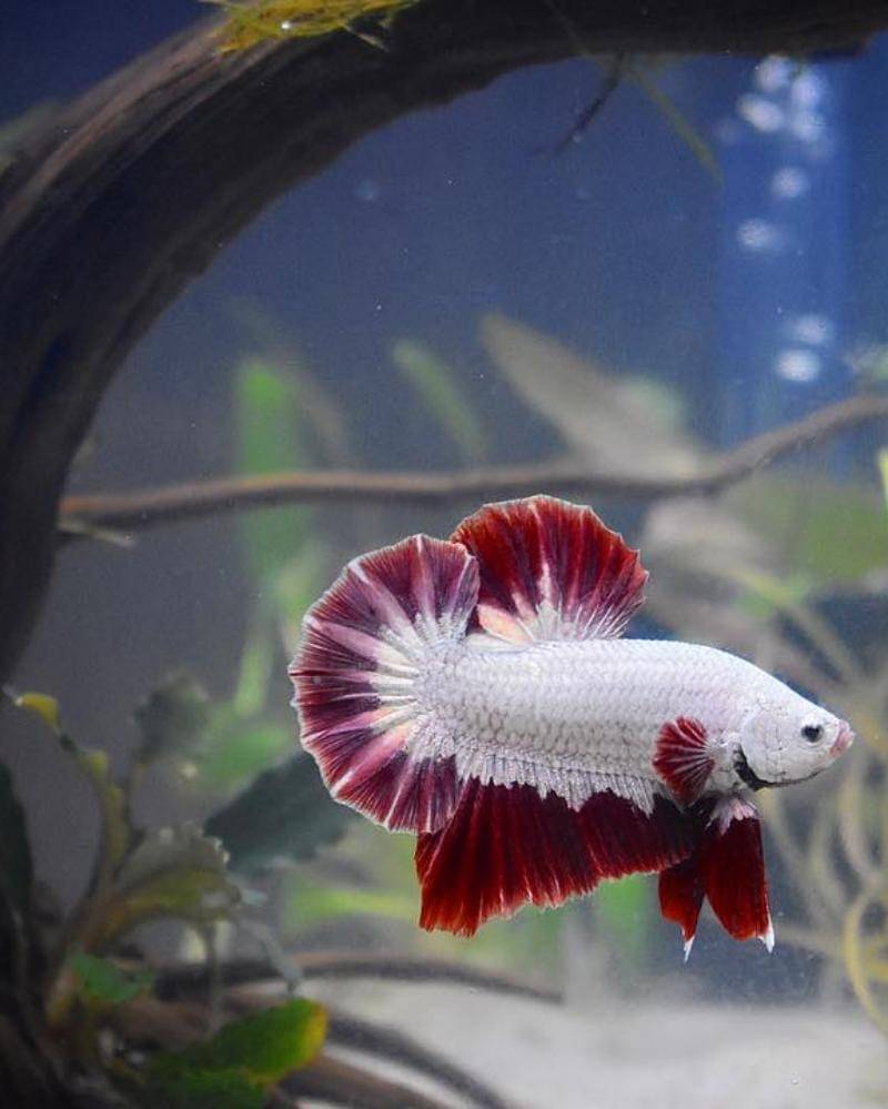 Instagram.com/the_spotted_betta