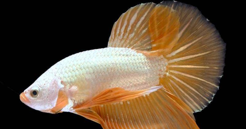 Instagram.com/bettafish_dom