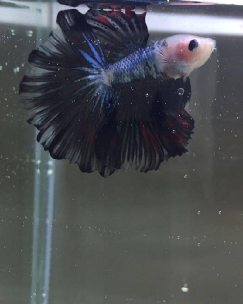 Instagram.com/Bettashrimpies