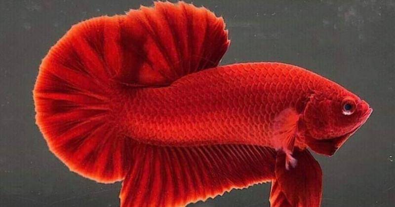 Instagram.com/cupangnemo