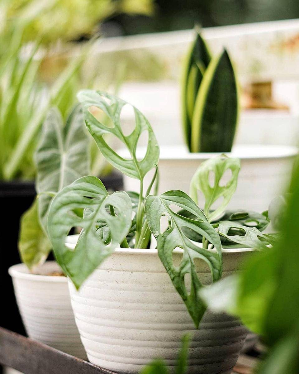 Instagram.com/latifahautama