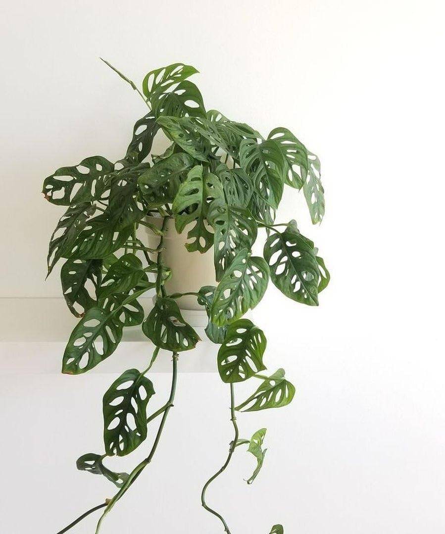 Instagram.com/_hellosaturday_