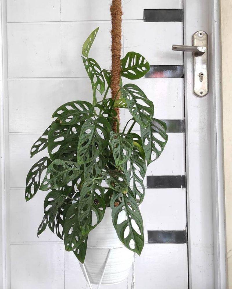 Instagram.com/faridahflowers33