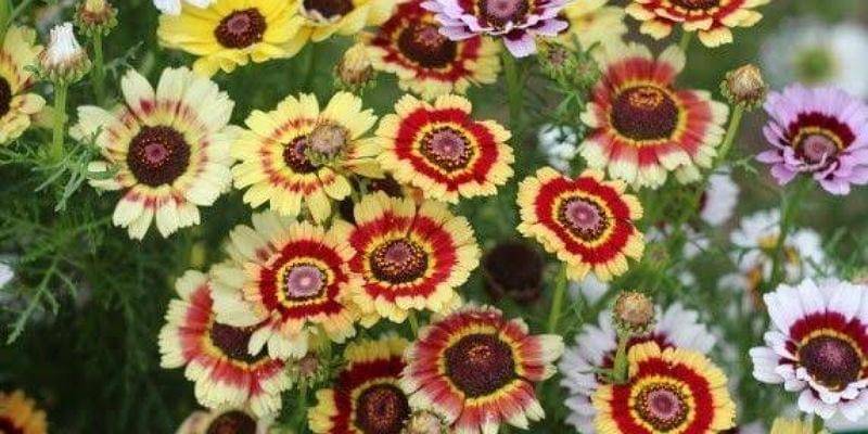 premierseedsdirect.com