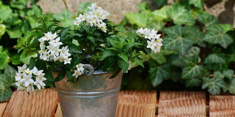 Pixabay/congerdesign 