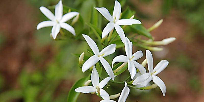 Pixabay/begonvilliev